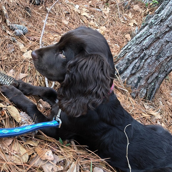 Meet your Posher, Savannah - Picture 1 of 1